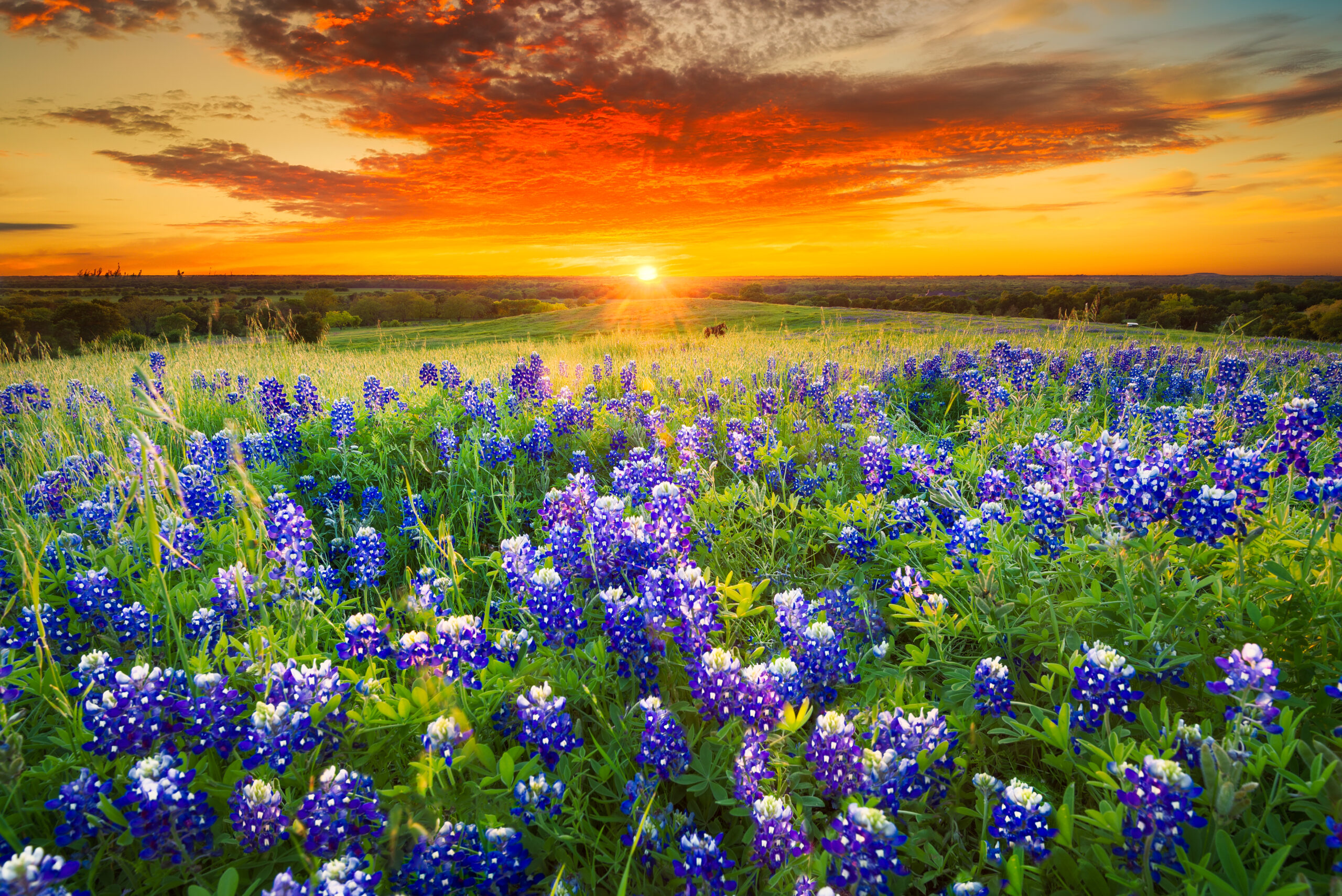Bluebonnet flowers and sunset