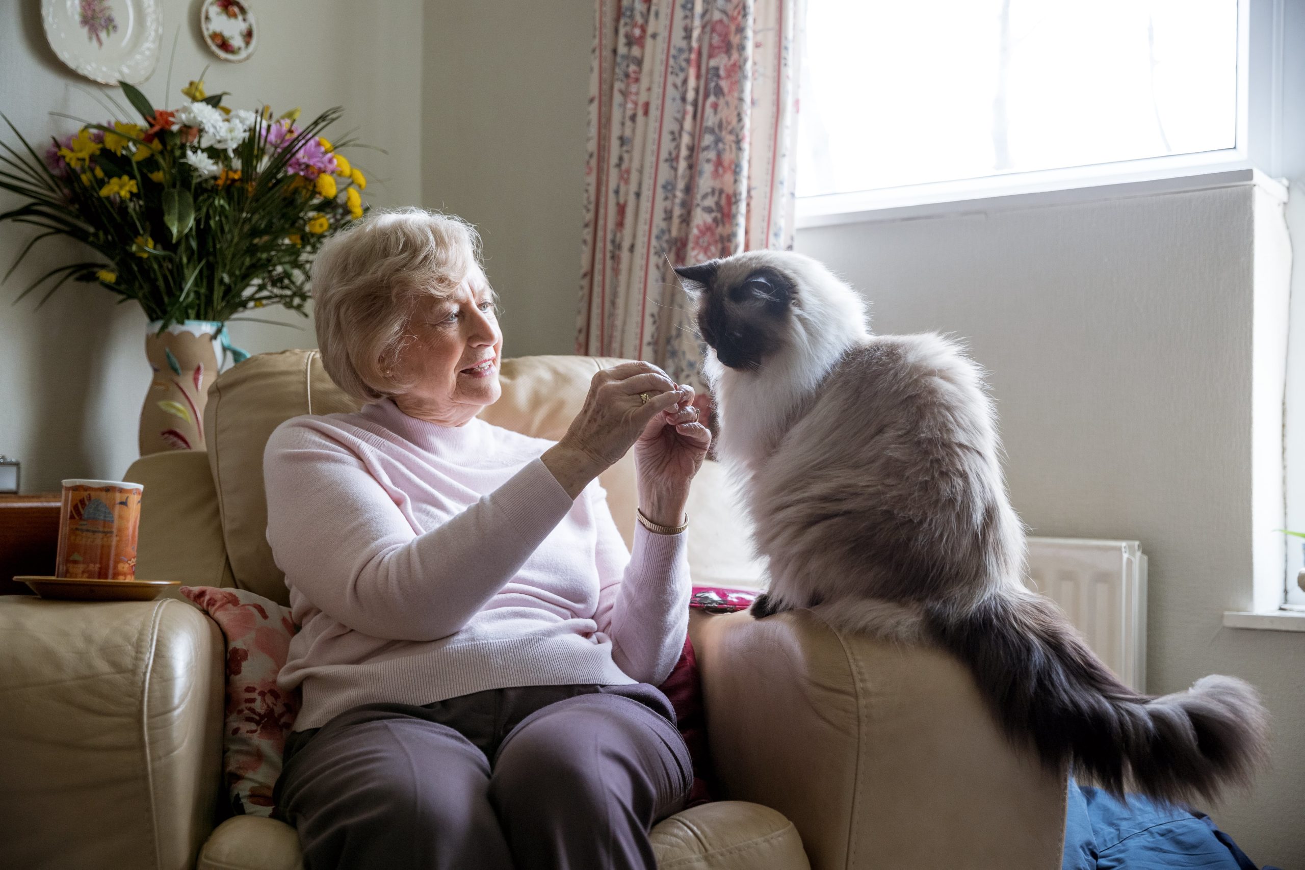 Senior woman on the sofa playing with a cat